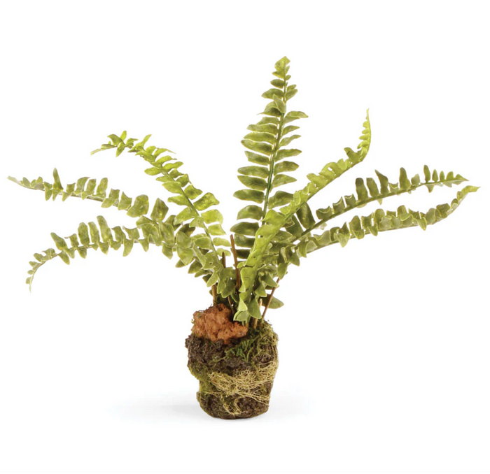 7-1/2" Boston Fern Drop In