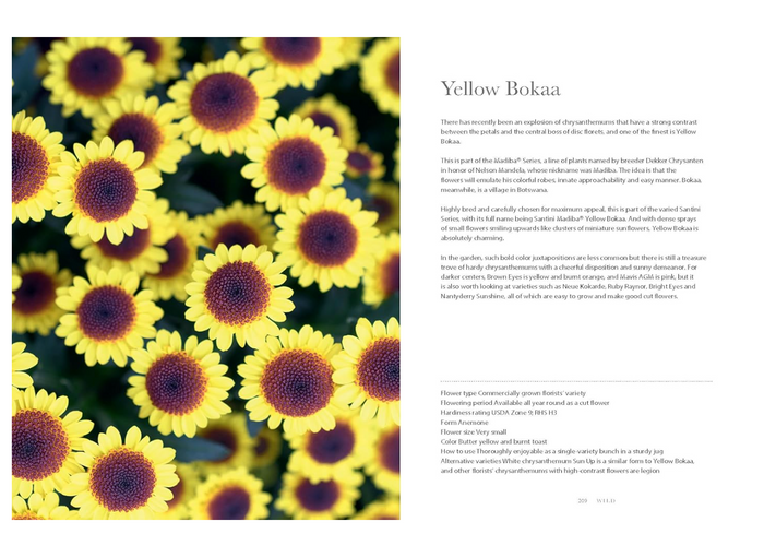 Chrysanthemums Book