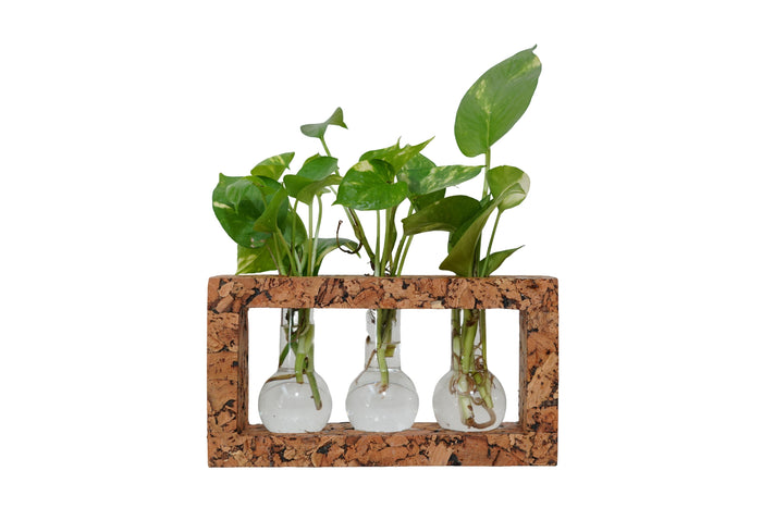 Three glass vases with plants inside, set against a cork frame on a white background