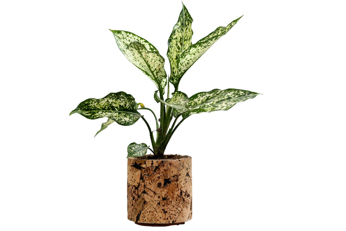 Potted plant with variegated leaves on a white background