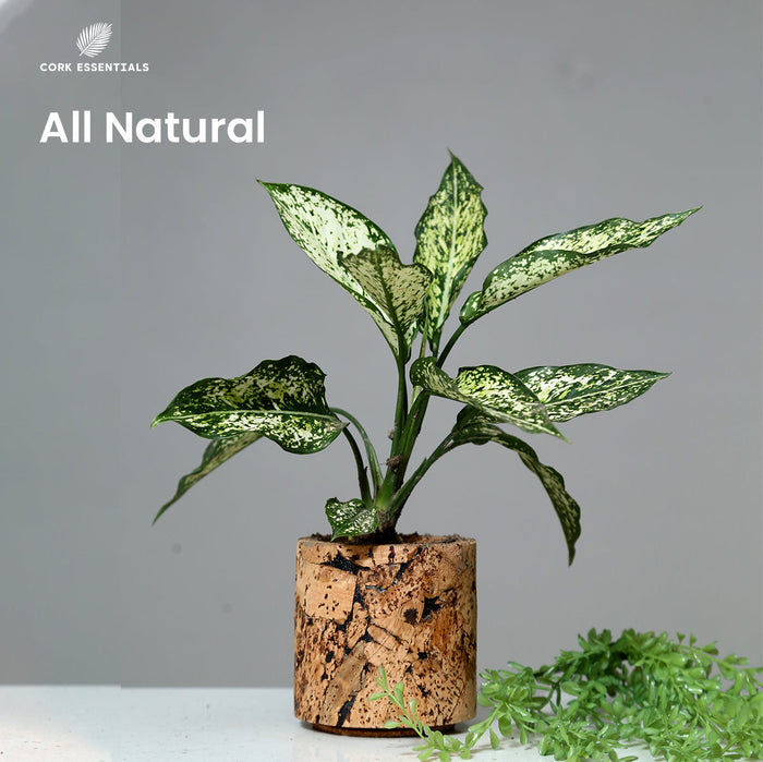 Potted plant in a cork pot with 'Cork Essentials' branding and 'All Natural' text on a gray background.