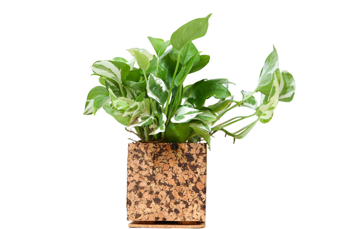 Potted plant with green leaves in a cork-style pot on a white background