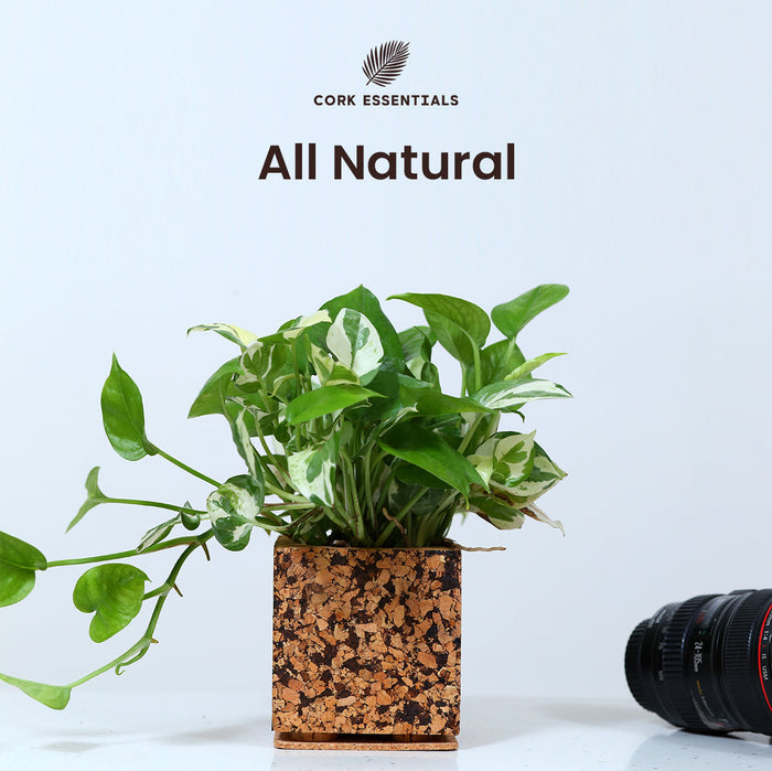 Cork plant pot with a plant on a light background, featuring the Cork Essentials brand.