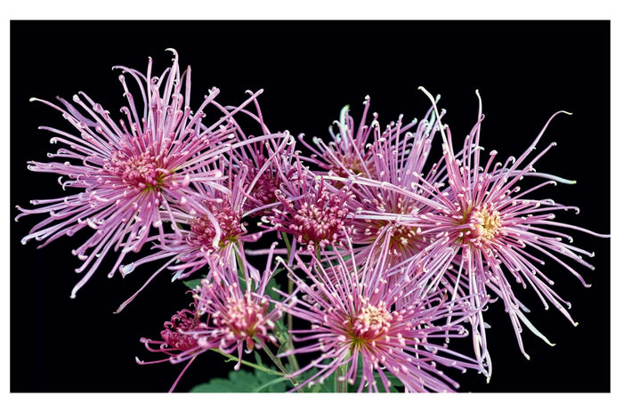Chrysanthemums Book