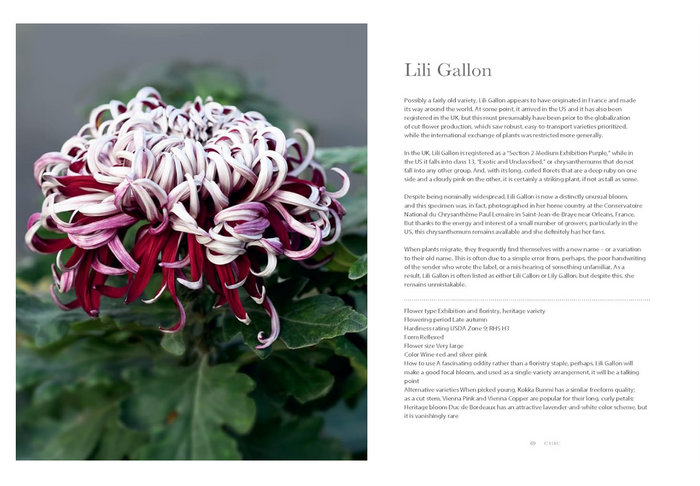 Chrysanthemums Book