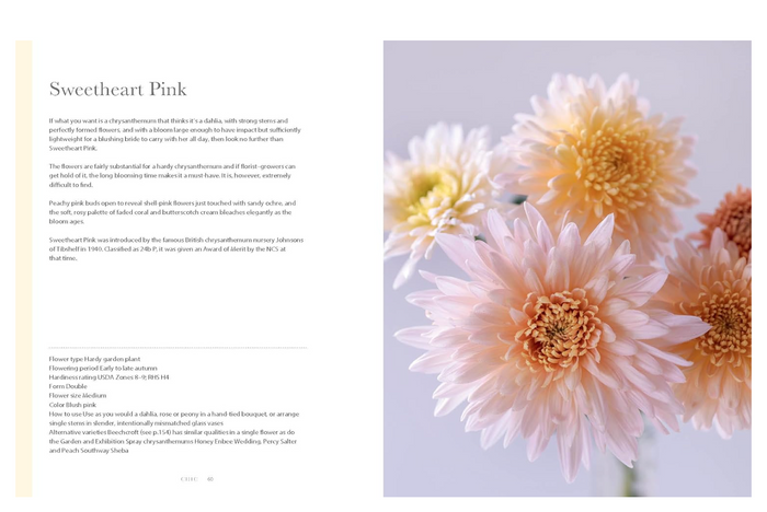 Chrysanthemums Book