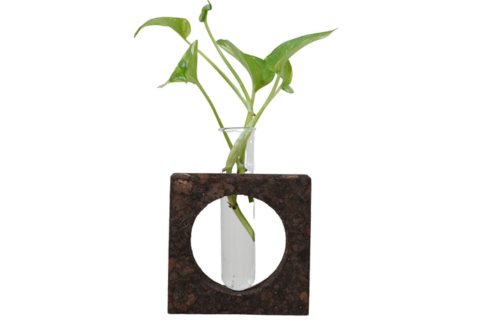 Clear glass vase with plant in a dark brown square holder on a white background