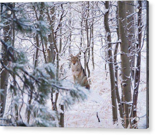 Coyote In The Aspens - Acrylic Print-Lake Tahoe Prints