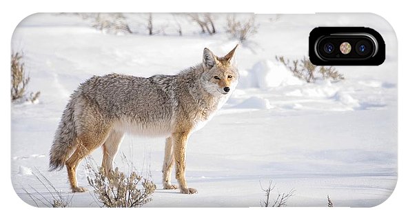 Posing Coyote - Phone Case-Lake Tahoe Prints
