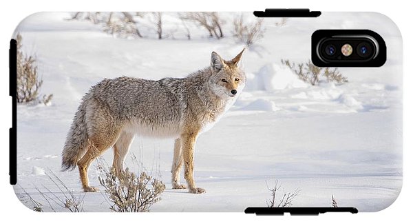 Posing Coyote - Phone Case-Lake Tahoe Prints