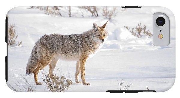 Posing Coyote - Phone Case-Lake Tahoe Prints
