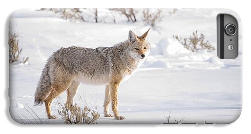 Posing Coyote - Phone Case-Lake Tahoe Prints