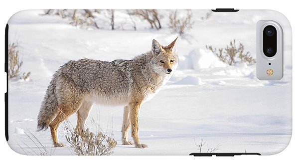 Posing Coyote - Phone Case-Lake Tahoe Prints