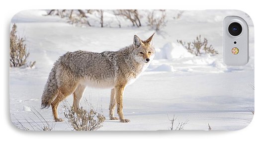 Posing Coyote - Phone Case-Lake Tahoe Prints